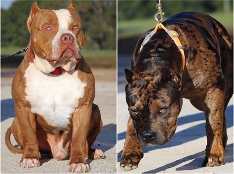 xxl american bully|xxl american bully breeders best.